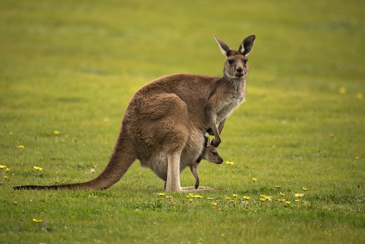 Lure Bed And Breakfast Normanville Buitenkant foto
